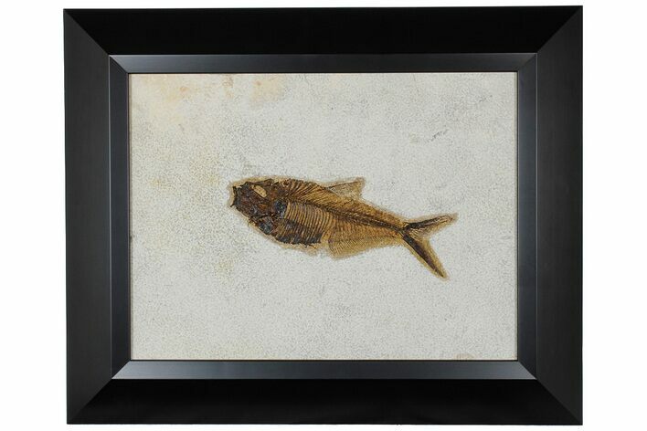Framed Fossil Fish (Diplomystus) - Wyoming #177305